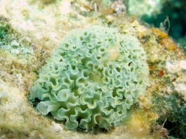 Lettuce Leaf Sea Slug IMG 7661
